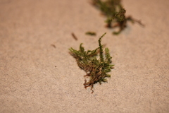 Campylophyllopsis hispidula