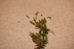 Campylophyllopsis hispidula