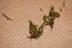 Campylophyllopsis hispidula