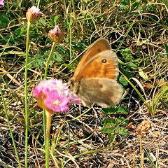 Coenonympha pamphilus