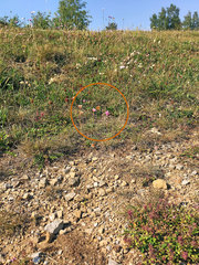 Coenonympha pamphilus