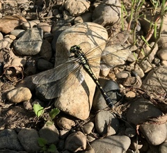Nihonogomphus ruptus