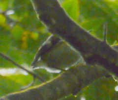 Acanthisitta chloris