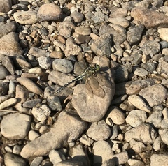 Nihonogomphus ruptus