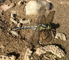 Nihonogomphus ruptus