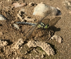 Nihonogomphus ruptus