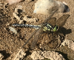 Nihonogomphus ruptus