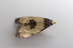 Neocochylis dubitana