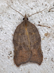 Acleris emargana