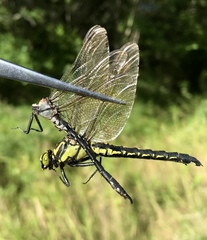 Nihonogomphus ruptus