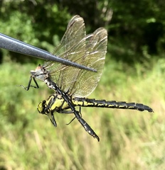 Nihonogomphus ruptus
