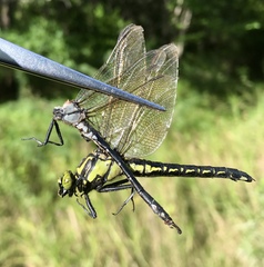 Nihonogomphus ruptus