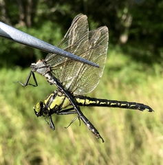 Nihonogomphus ruptus