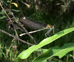 Calopteryx japonica