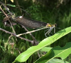 Calopteryx japonica