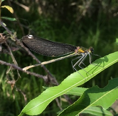 Calopteryx japonica