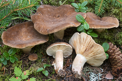 Lactarius picinus