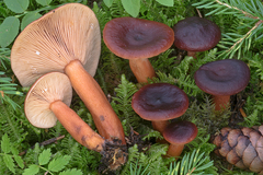 Lactarius badiosanguineus