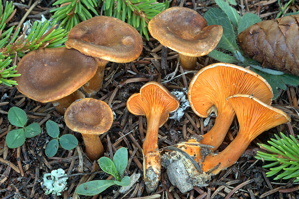 Hygrophoropsis