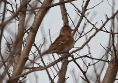 Fringilla montifringilla