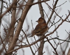 Fringilla montifringilla