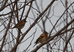 Fringilla montifringilla