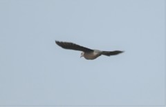 Streptopelia orientalis