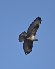 Buteo hemilasius