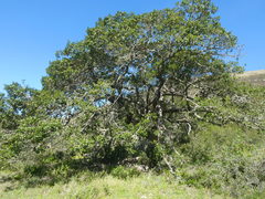 Sideroxylon inerme inerme