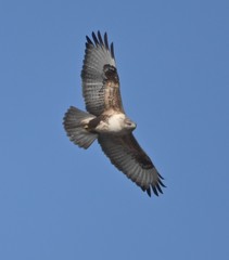 Buteo hemilasius