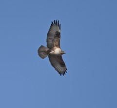 Buteo hemilasius