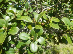 Sideroxylon inerme inerme