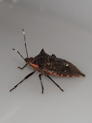 Podisus nigrispinus