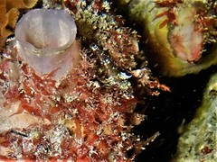 Enneapterygius larsonae