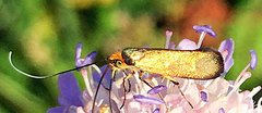 Nemophora metallica