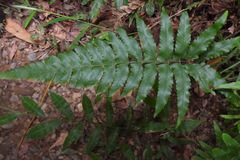 Microlepia marginata bipinnata