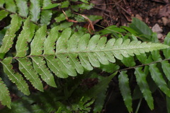 Microlepia marginata bipinnata