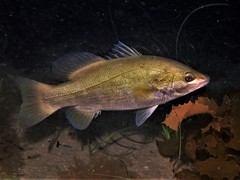 Psammoperca datnioides