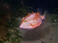 Shaw's Cowfish photo 2
