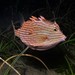 Shaw's Cowfish - Photo (c) Martin, some rights reserved (CC BY-NC-SA), uploaded by Martin