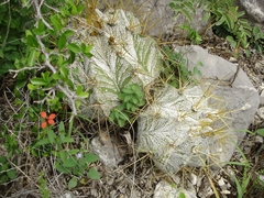 Astrophytum ornatum