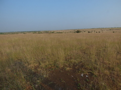 Poaceae