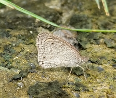 Ypthima pandocus