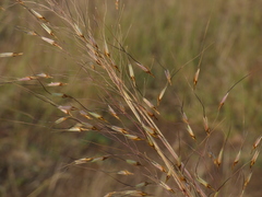 Poaceae