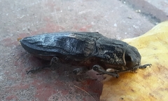 Chalcophora detrita