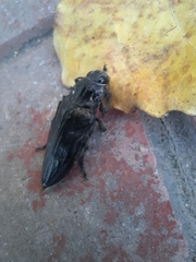 Chalcophora detrita