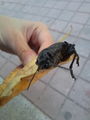 Chalcophora detrita