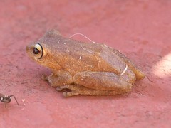 Raorchestes luteolus