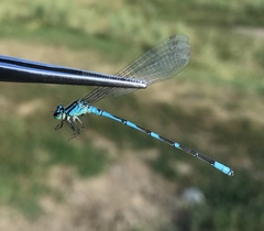 Coenagrion lanceolatum