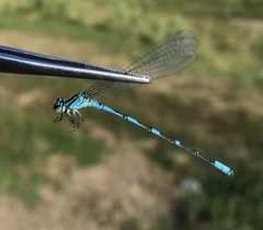 Coenagrion lanceolatum